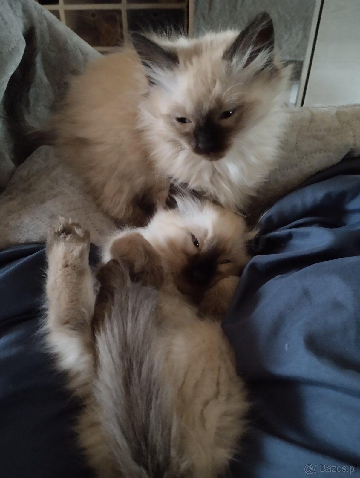 Kotki gotowe na zmianę domu - 3