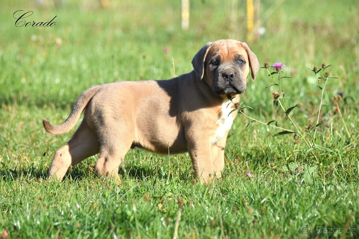 Cane Corso z rodowodem FCI - 3