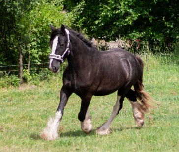Shire horse - 3