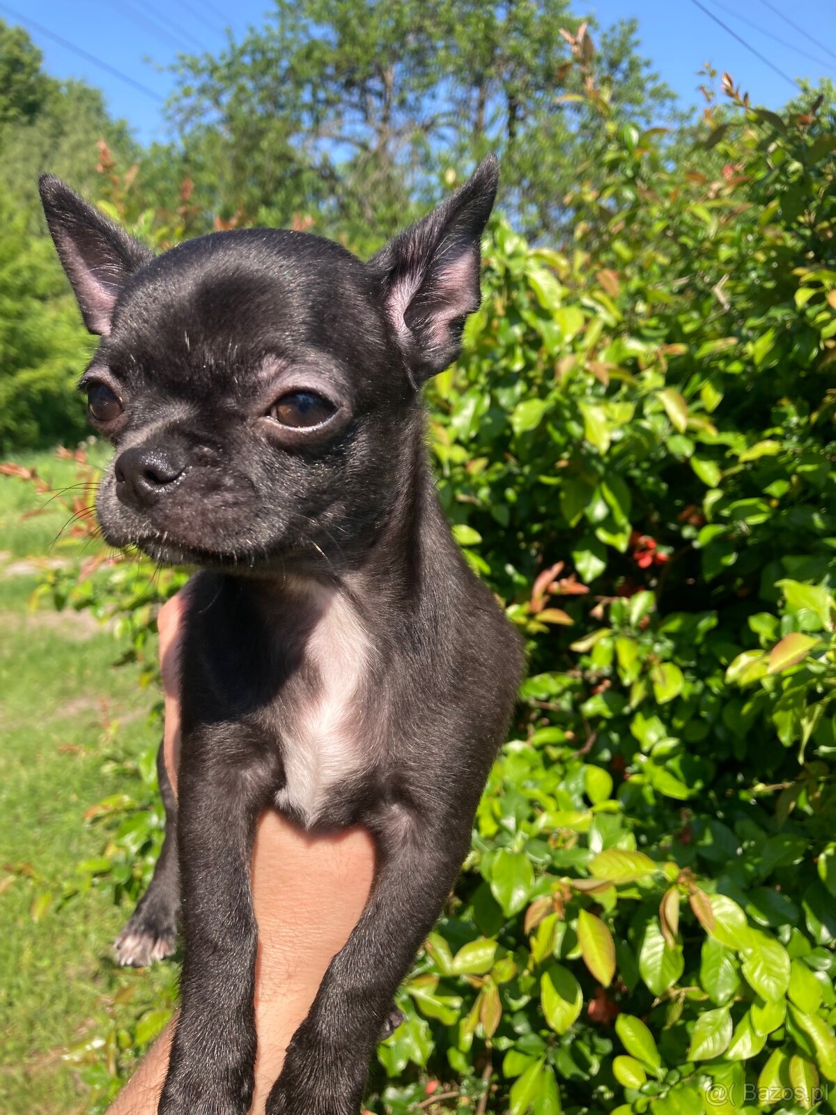 Chihuahua piesek - 3