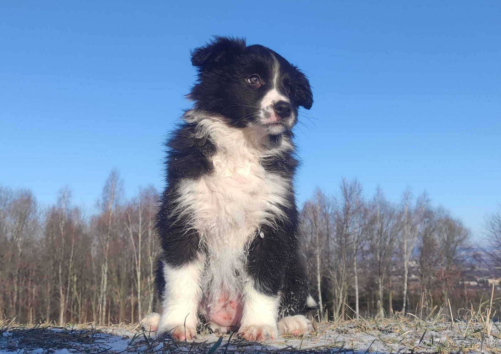 Piękna Suczka BORDER COLLIE z papierami po dobrych rodzicach - 3
