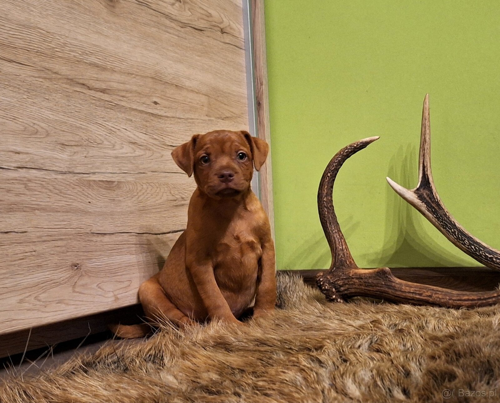 Szczeniaki Patterdale Terrier ZKWP FCI - 3
