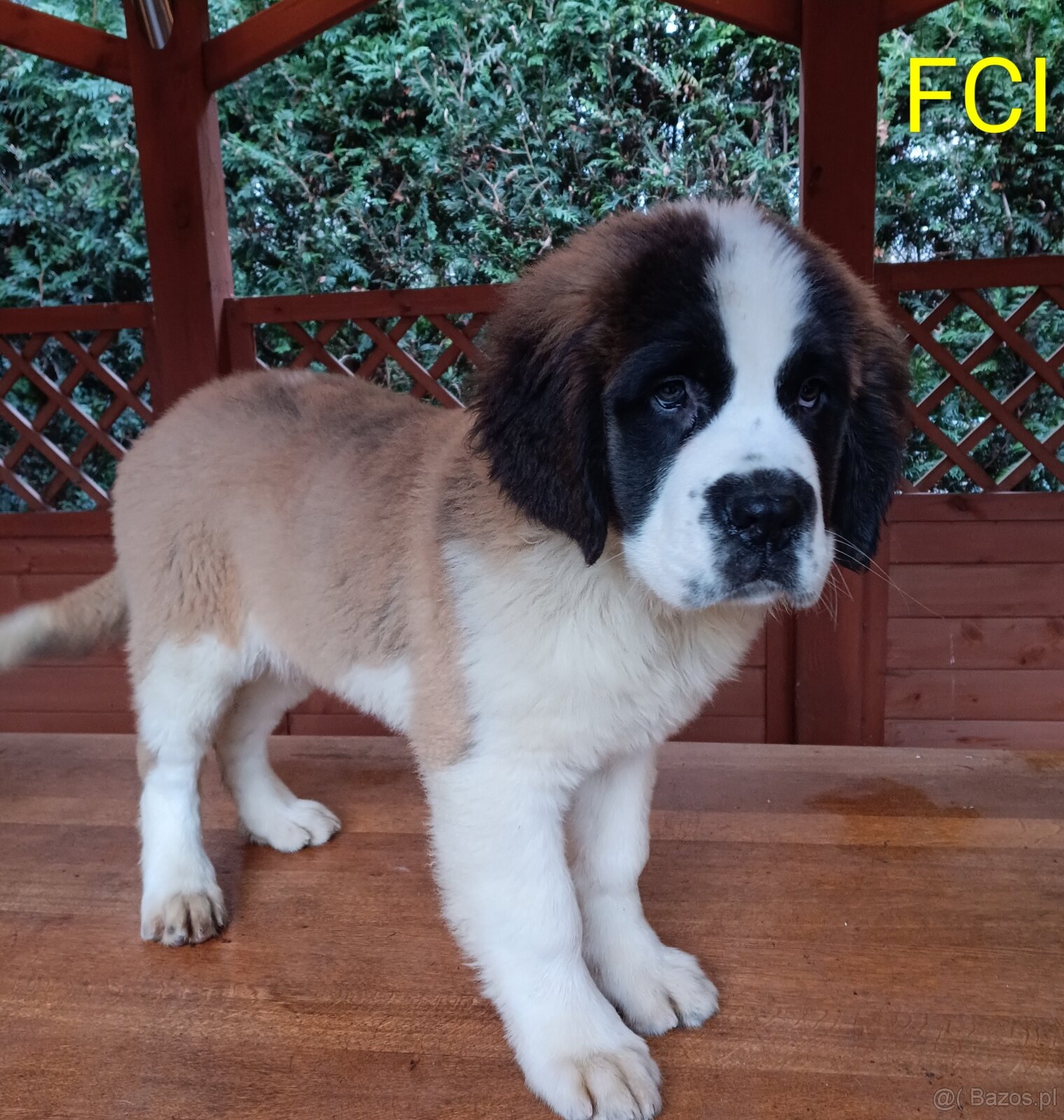 Bernardyn FCI szczeniak dziewczynka - 3