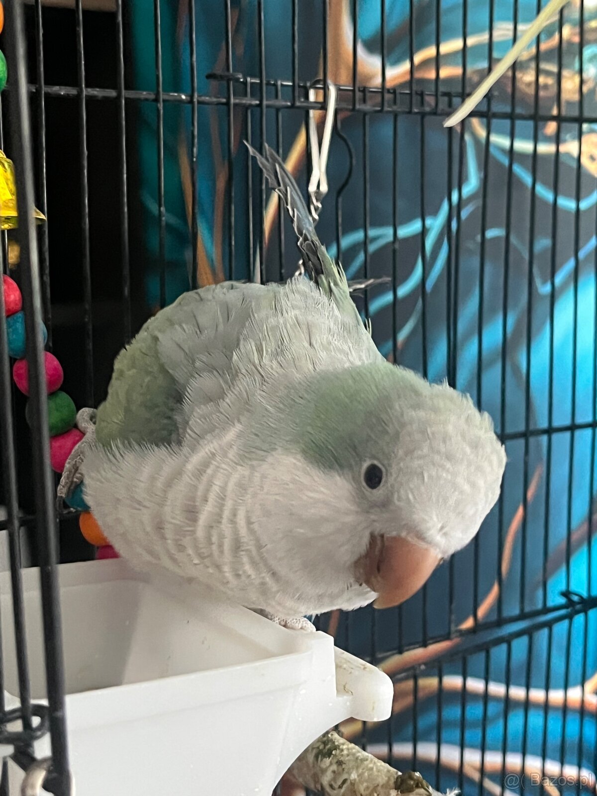 Sprzedam dwie papugi + wyposażenie (nimfa i mnicha) - 3