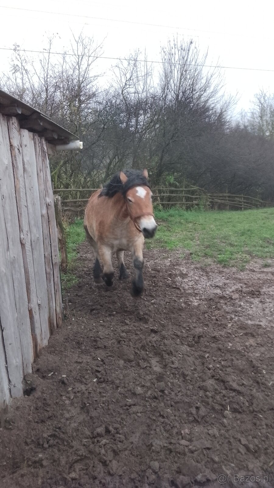 Sprzedam klacz zimnokwista 3 letnia zrebna - 3