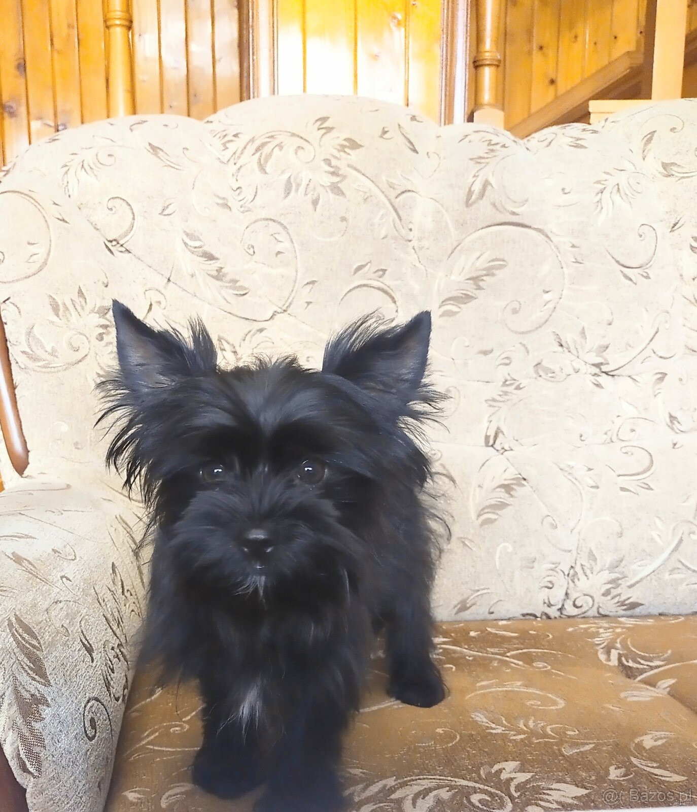 Yorkshire Terrier Black - 3