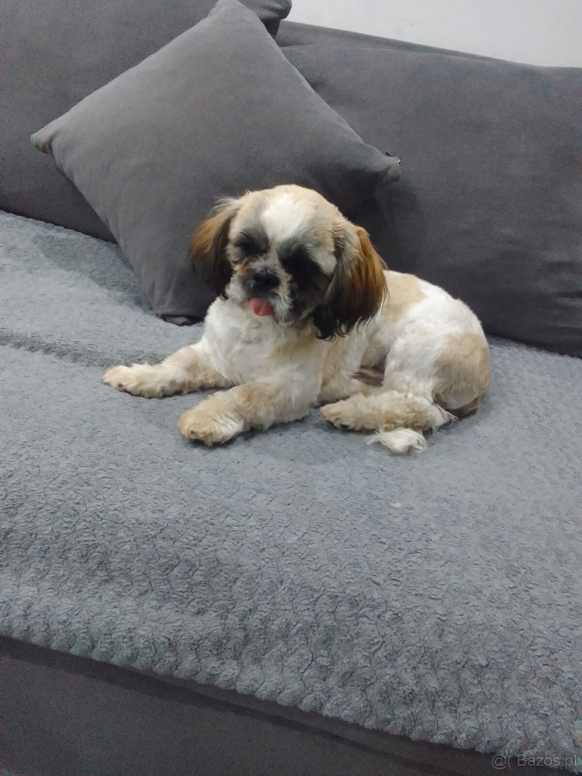 Shih tzu - 3
