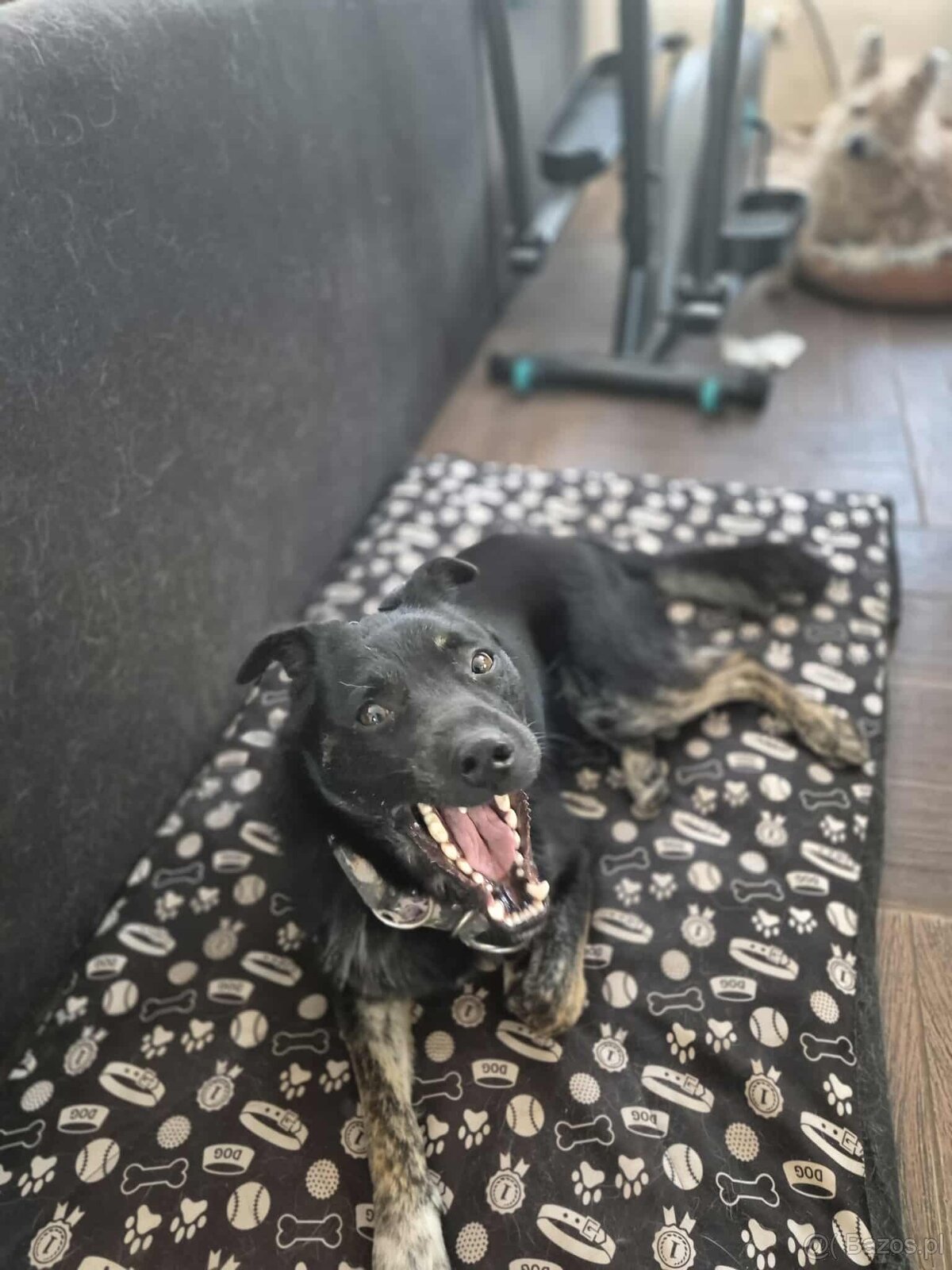 Leon, nieduży młody psiak szuka domu pies psy - 3