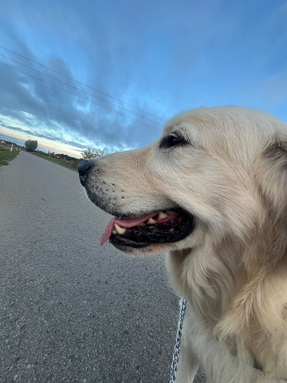 oddam psa golden retriver biszkoptowy labrador - 3