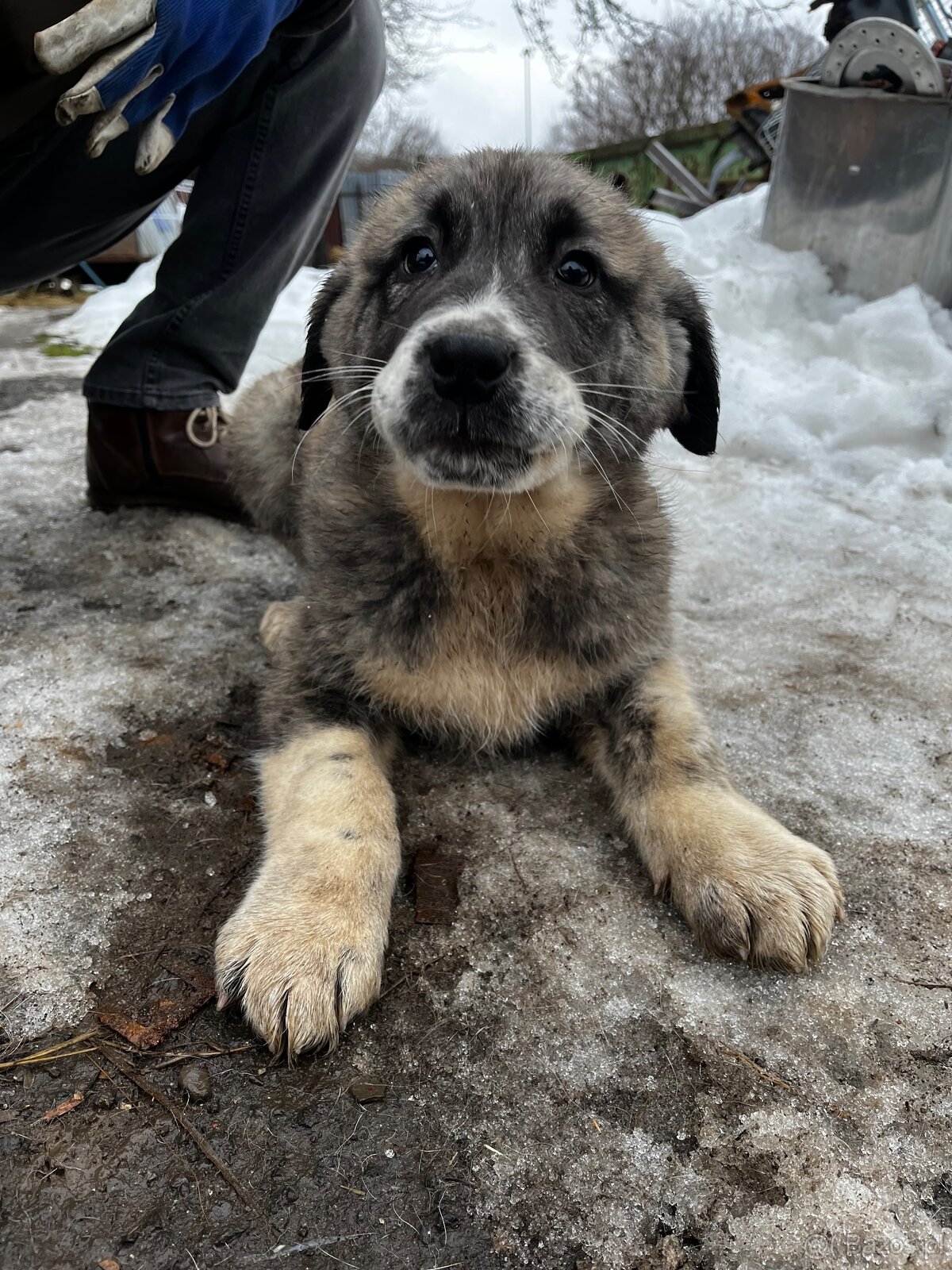 Owczarek środkowoazjatycki - 3