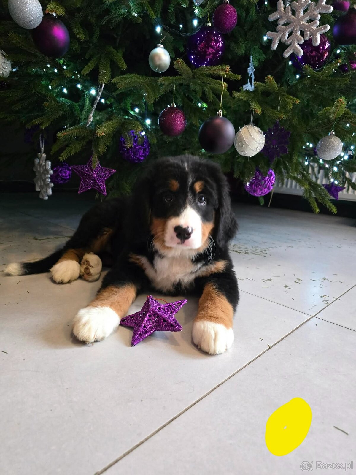 Berneński Pies Pasterski - 3