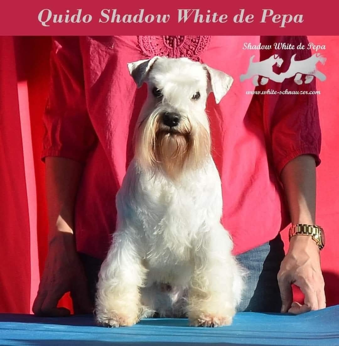 Schnauzer miniatúrne white - 3