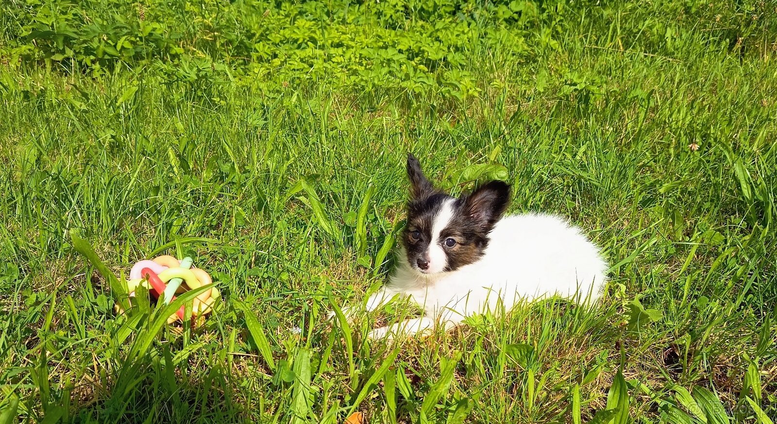 Papillon - tricolorní holčička - 3