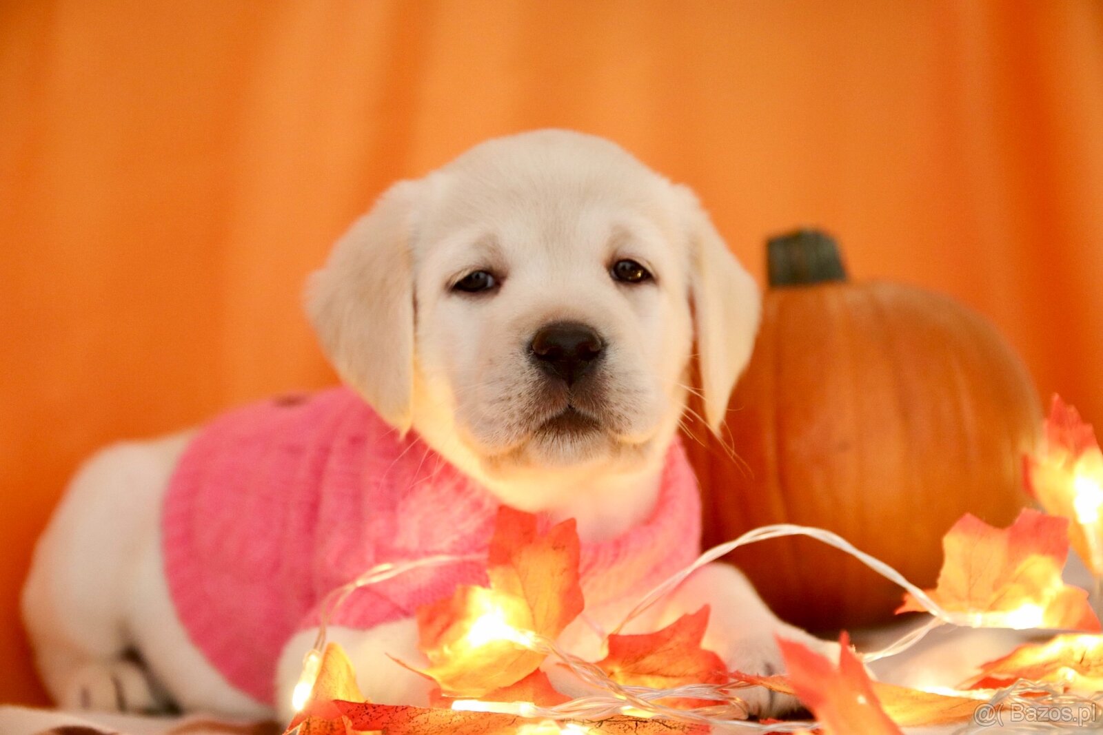 Szczenięta Labrador retriever - 3