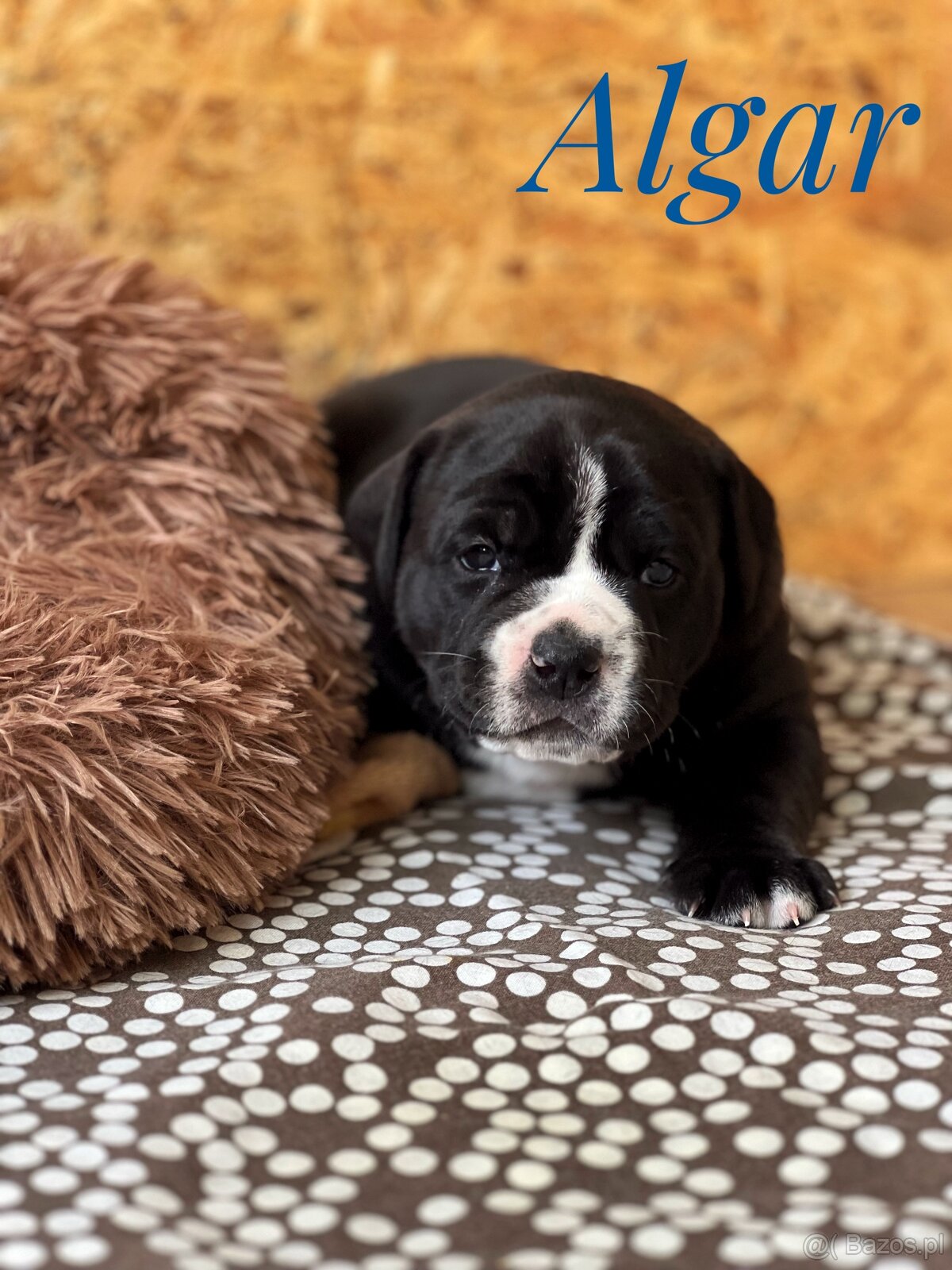 Buldog Staroangielsky - Old English Bulldog - 3