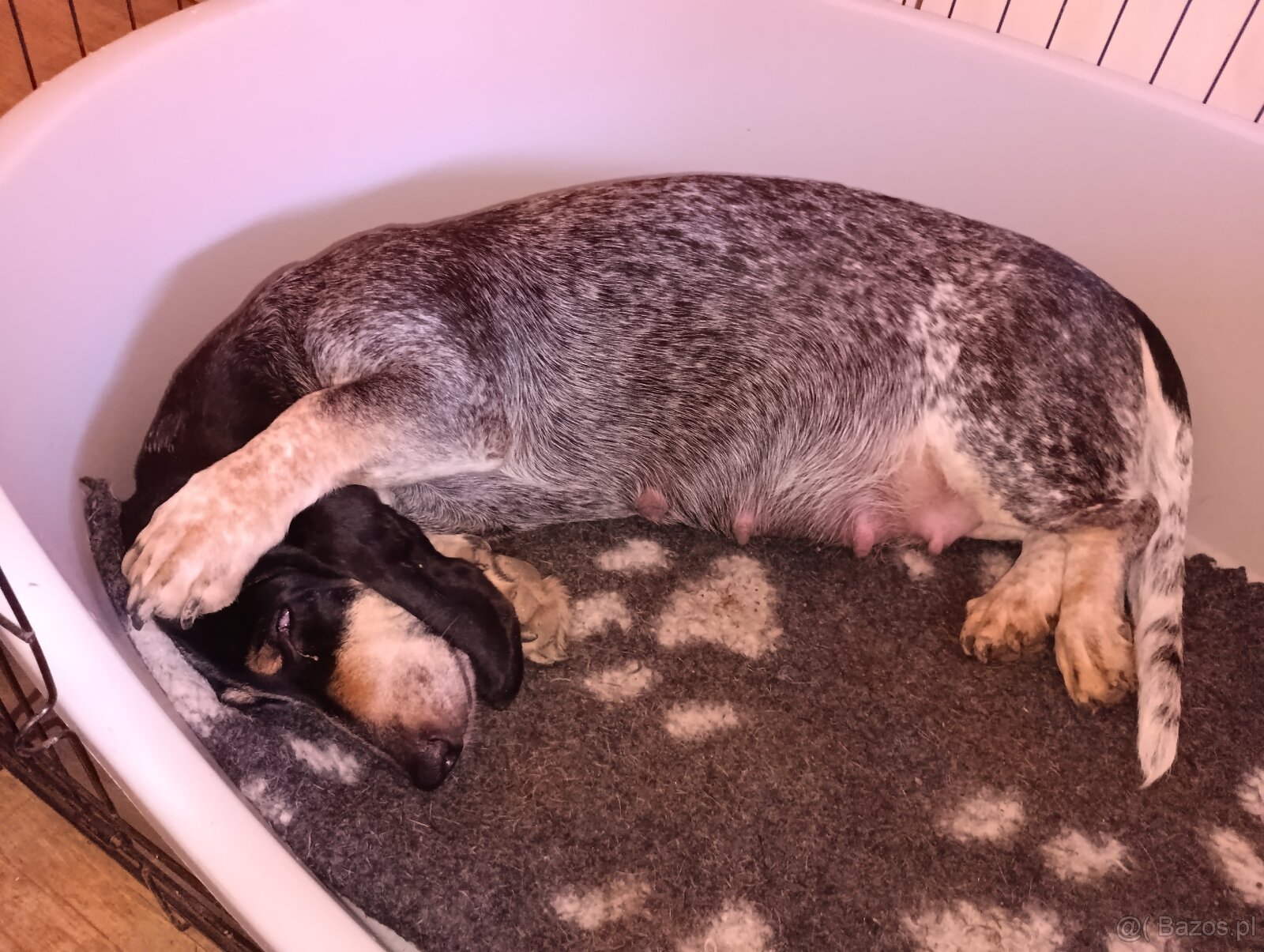 Niebieski basset gaskoński - 3