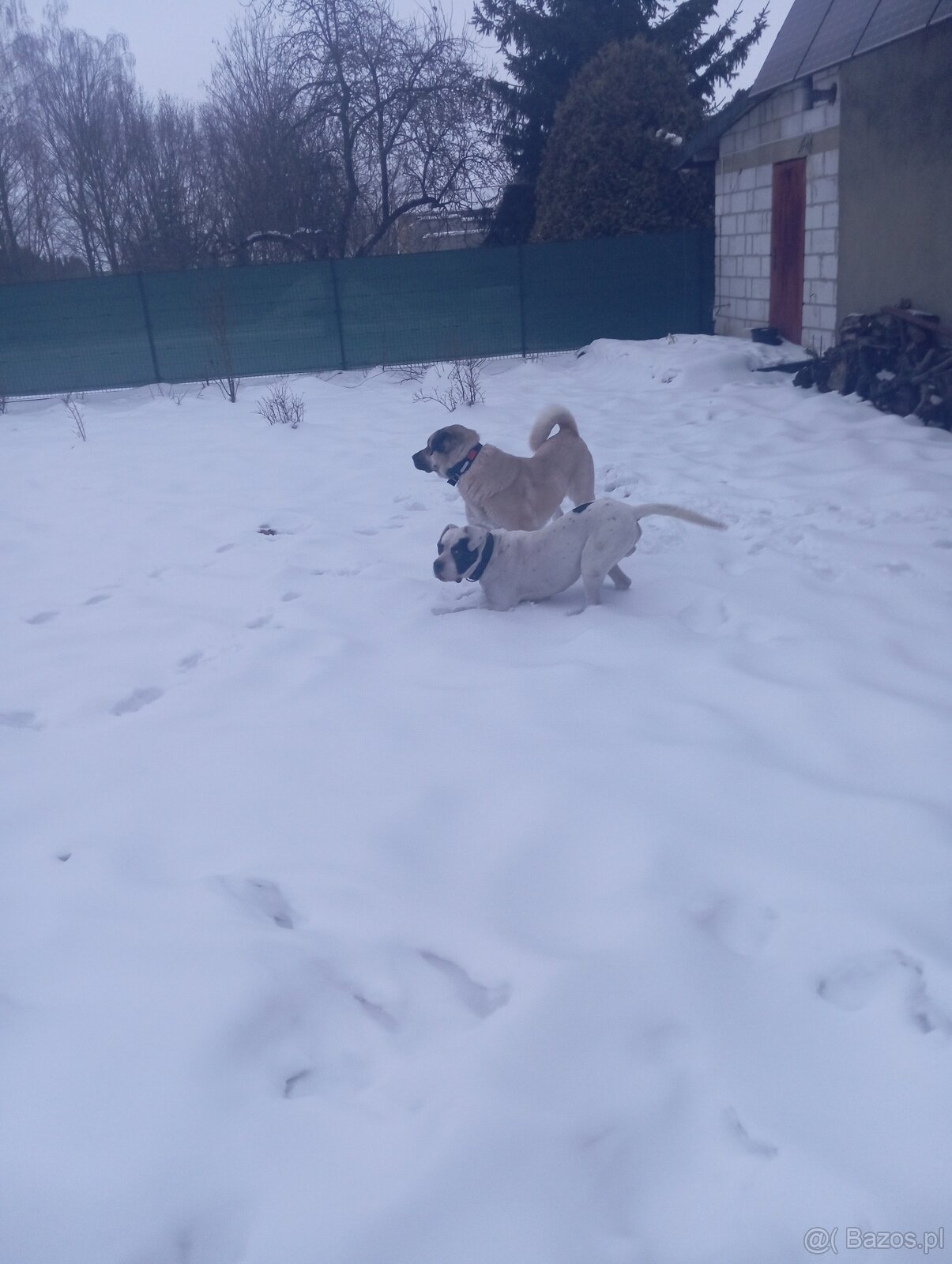 Bandog,kangal,Dog argentyński - 3