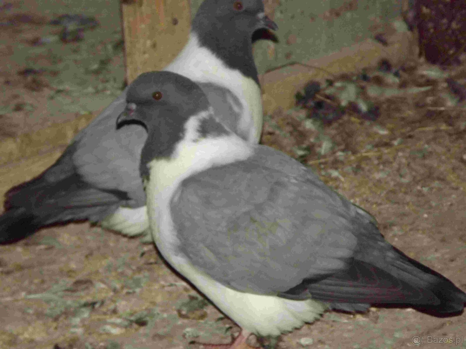 sprzedam gołębie - 3