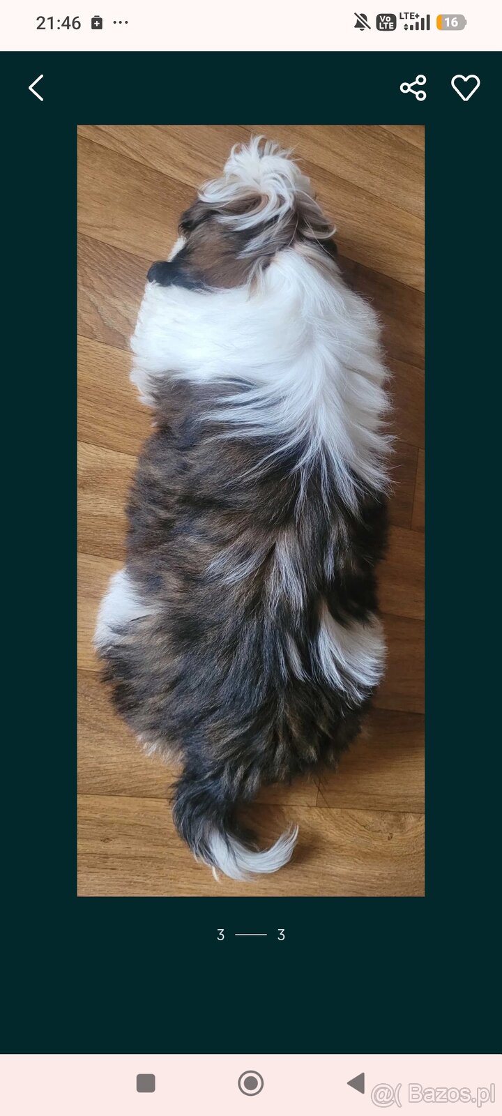 Piesek Shih Tzu - 3