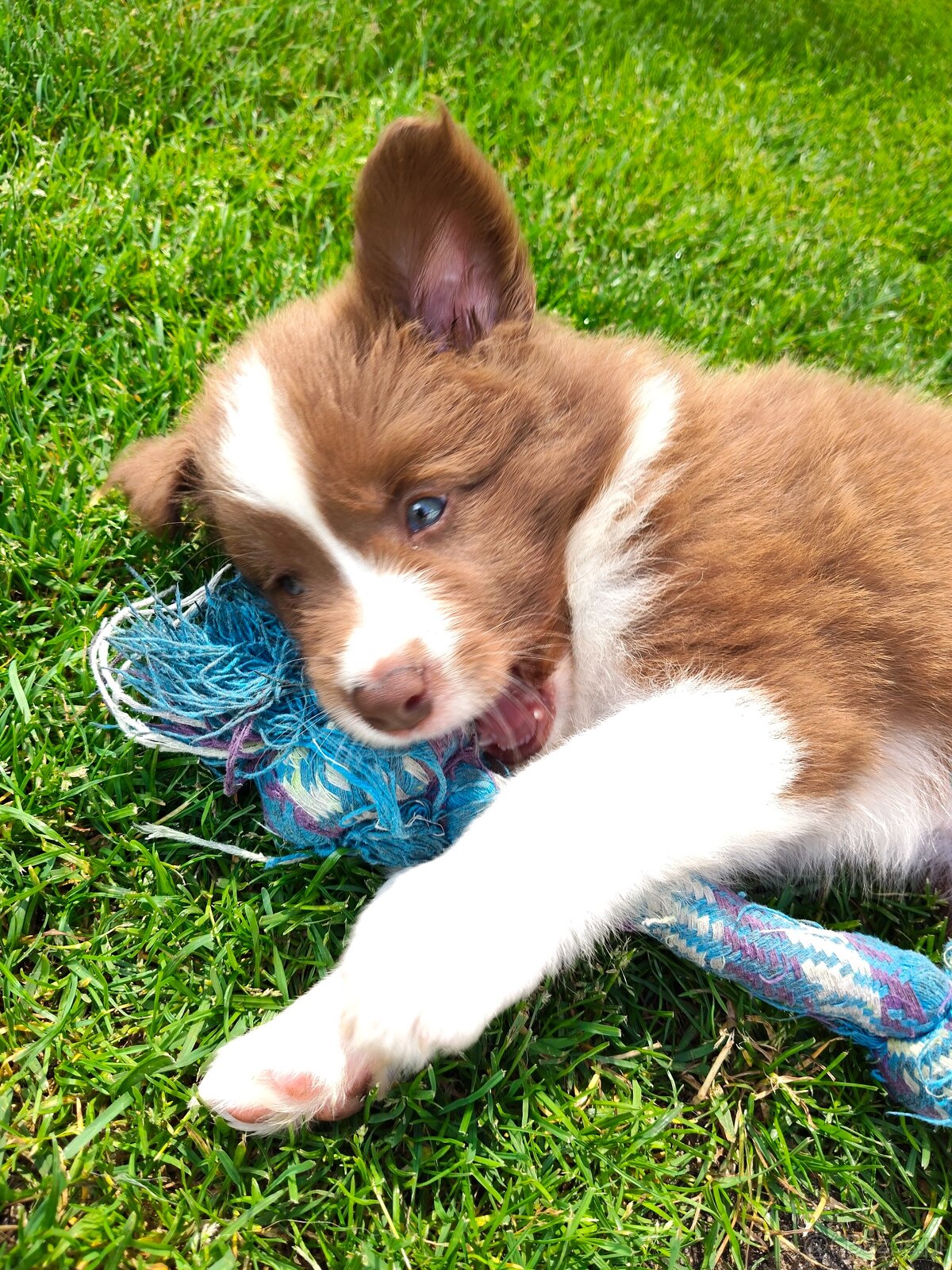 Szczenięta Border Collie ZKwP FCI - 3