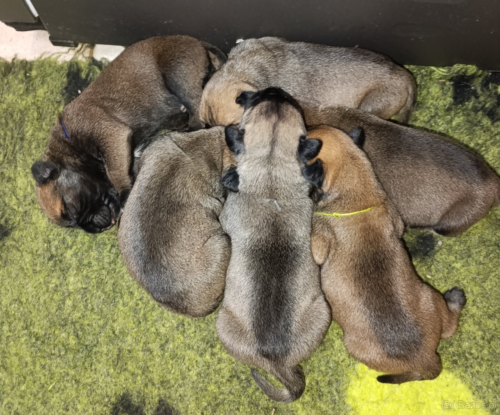 Bulmastif/ Bullmastiff s PP - 3