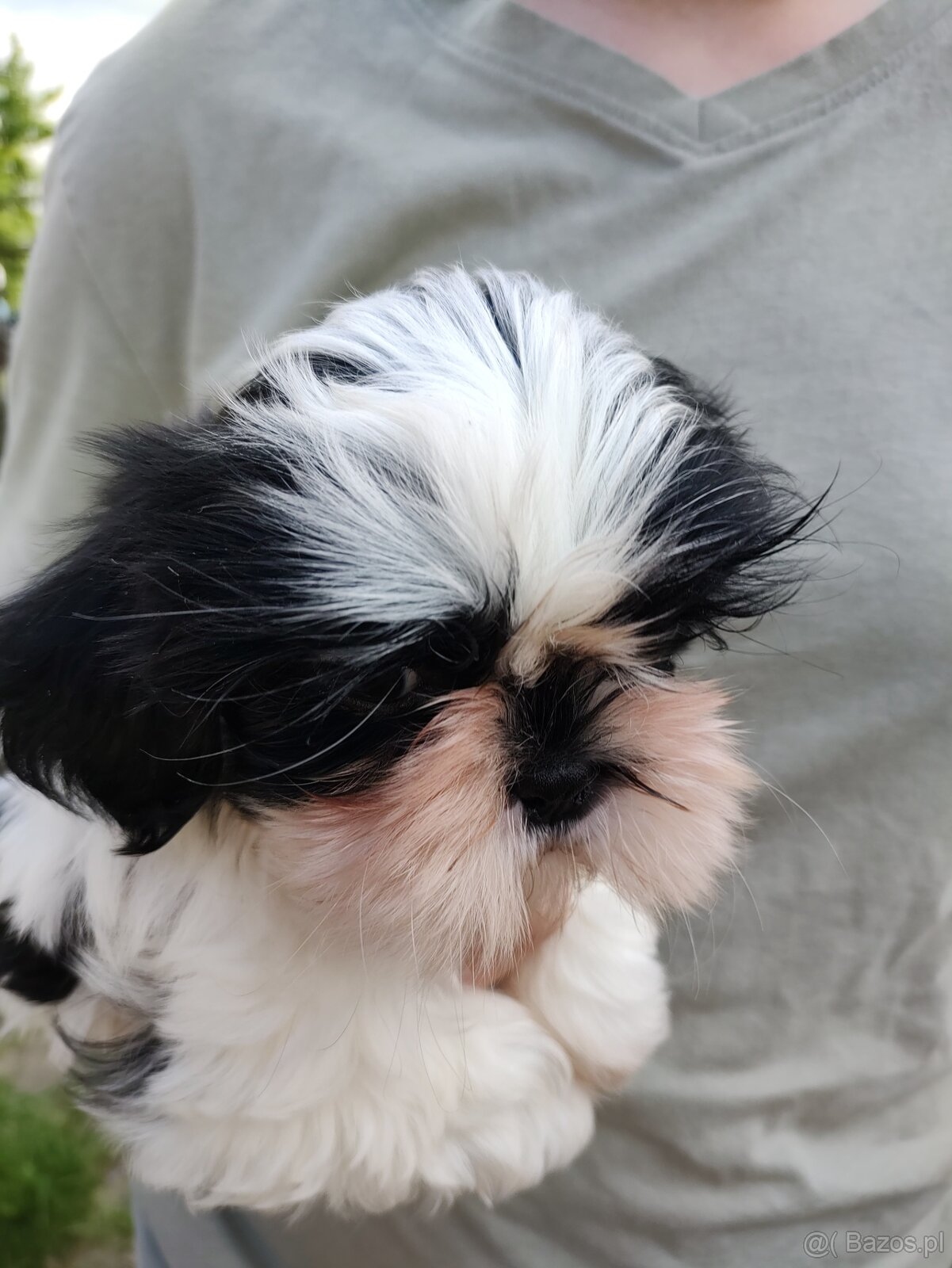 Suczka Shih-tzu - 3