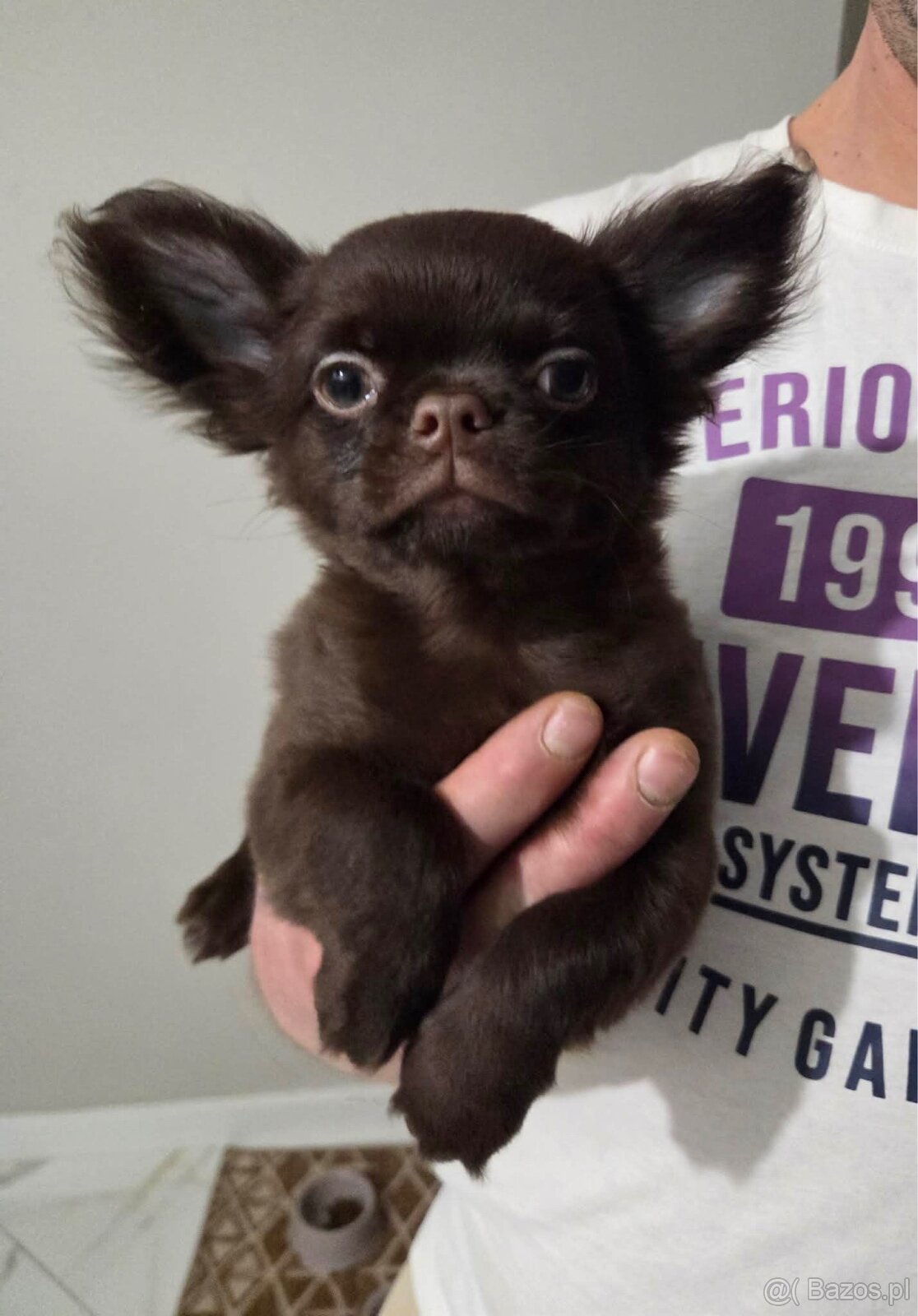 Chihuahua długowłosy - 3