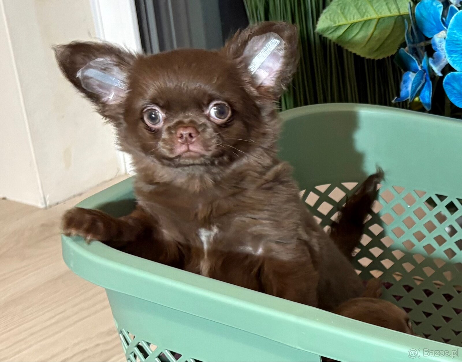 Chihuahua sunia czekoladowa - 3