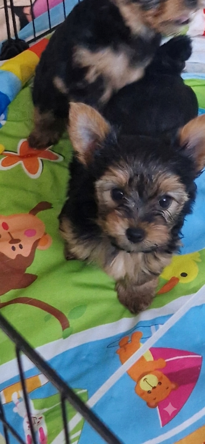 Yorkshire Terrier szczenięta - 3