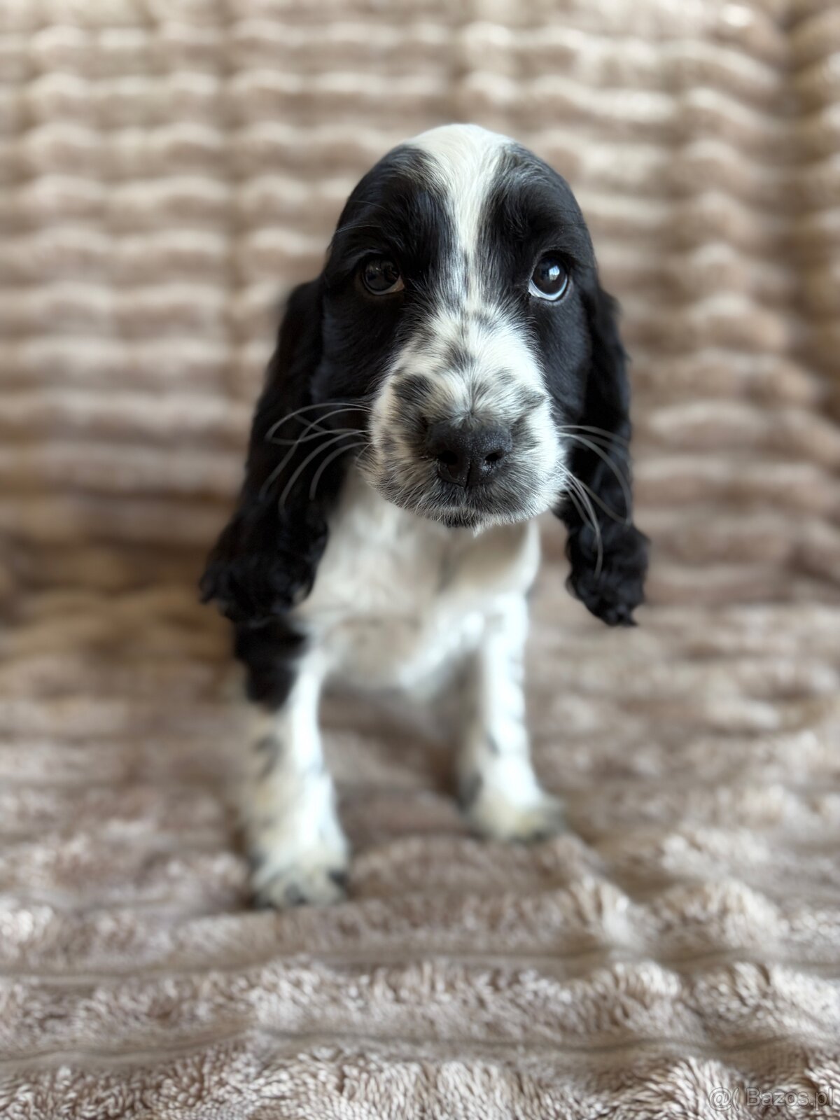 Cocker Spaniel Angielski - 3