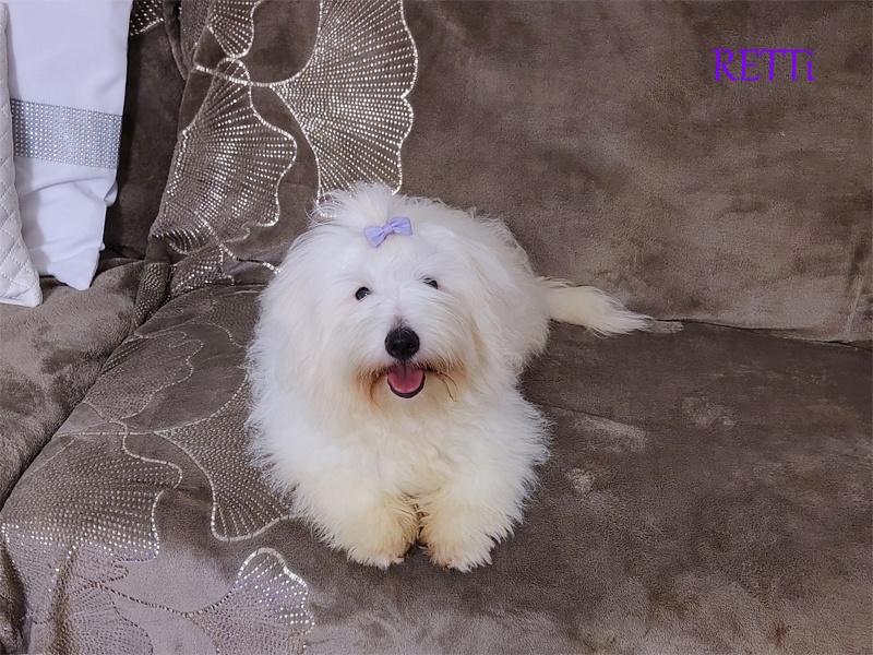 Piesek rasowy mały Coton De Tulear szczenię ZHPR UCI Kraków - 3