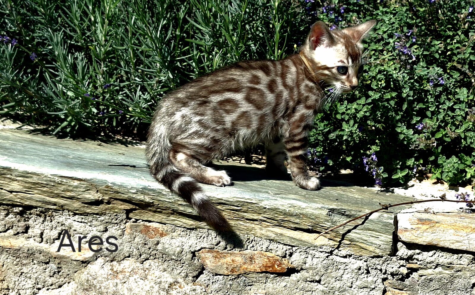 OUR BENGAL KITTENS WITH PEDIGREE CERTIFICATES - 3