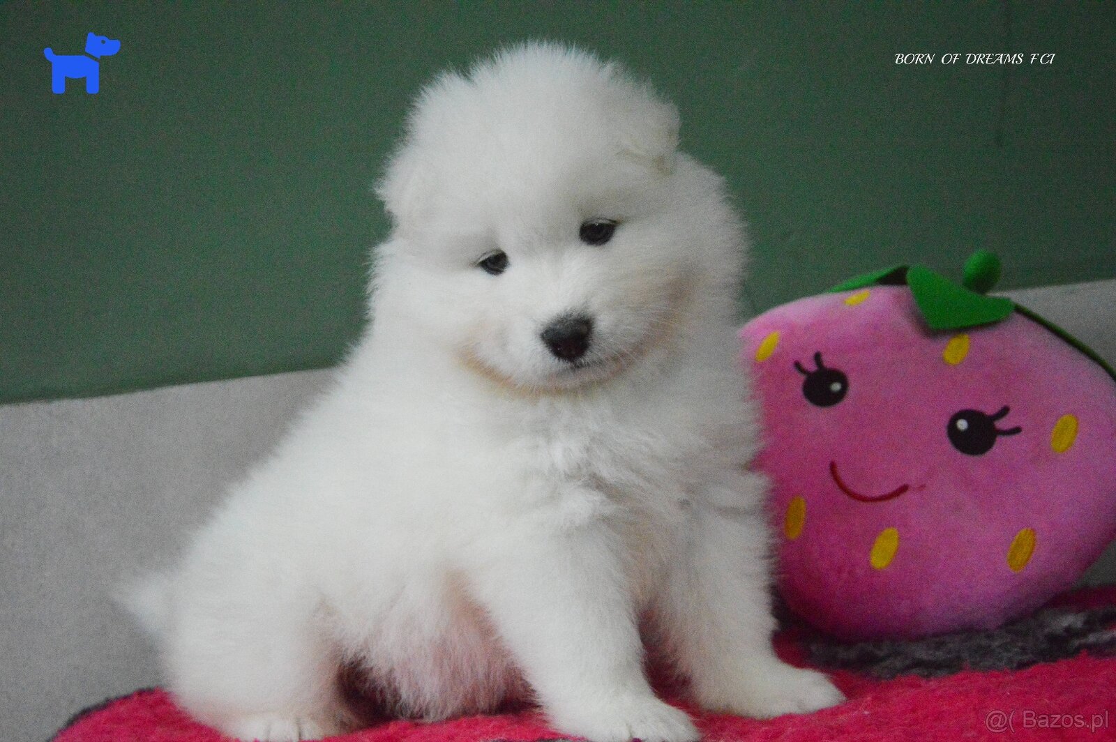 SAMOYED SZCZENIĘTA ZKwP/FCI - 3