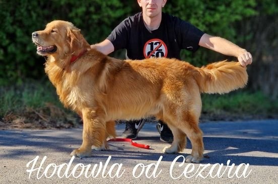 rodowodowe szczenięta rasy Golden Retriever - 3