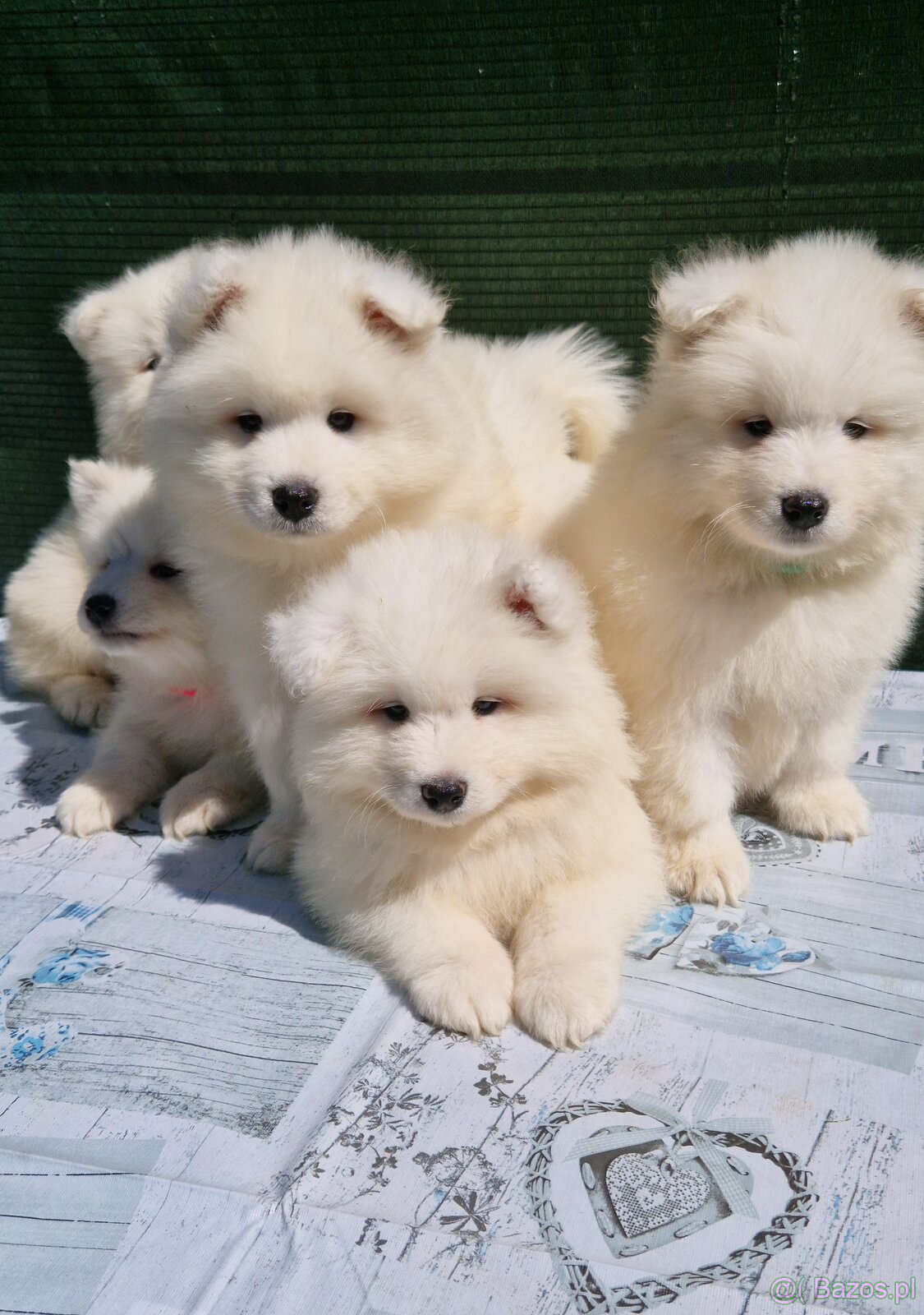 Szczenięta Samojed - 3
