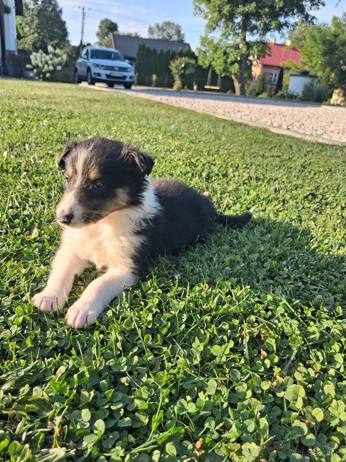 Owczarek Szkocki Collie - 3