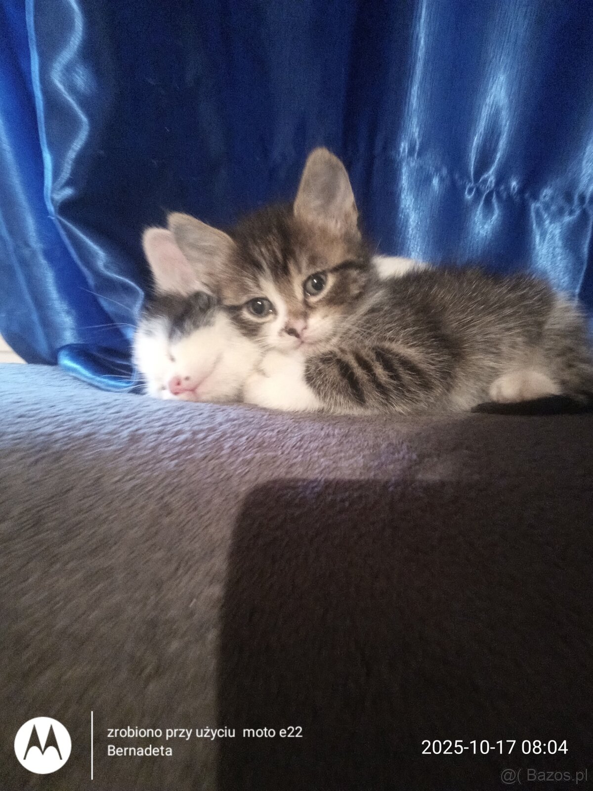 Oddam kotki do adopcji - 3