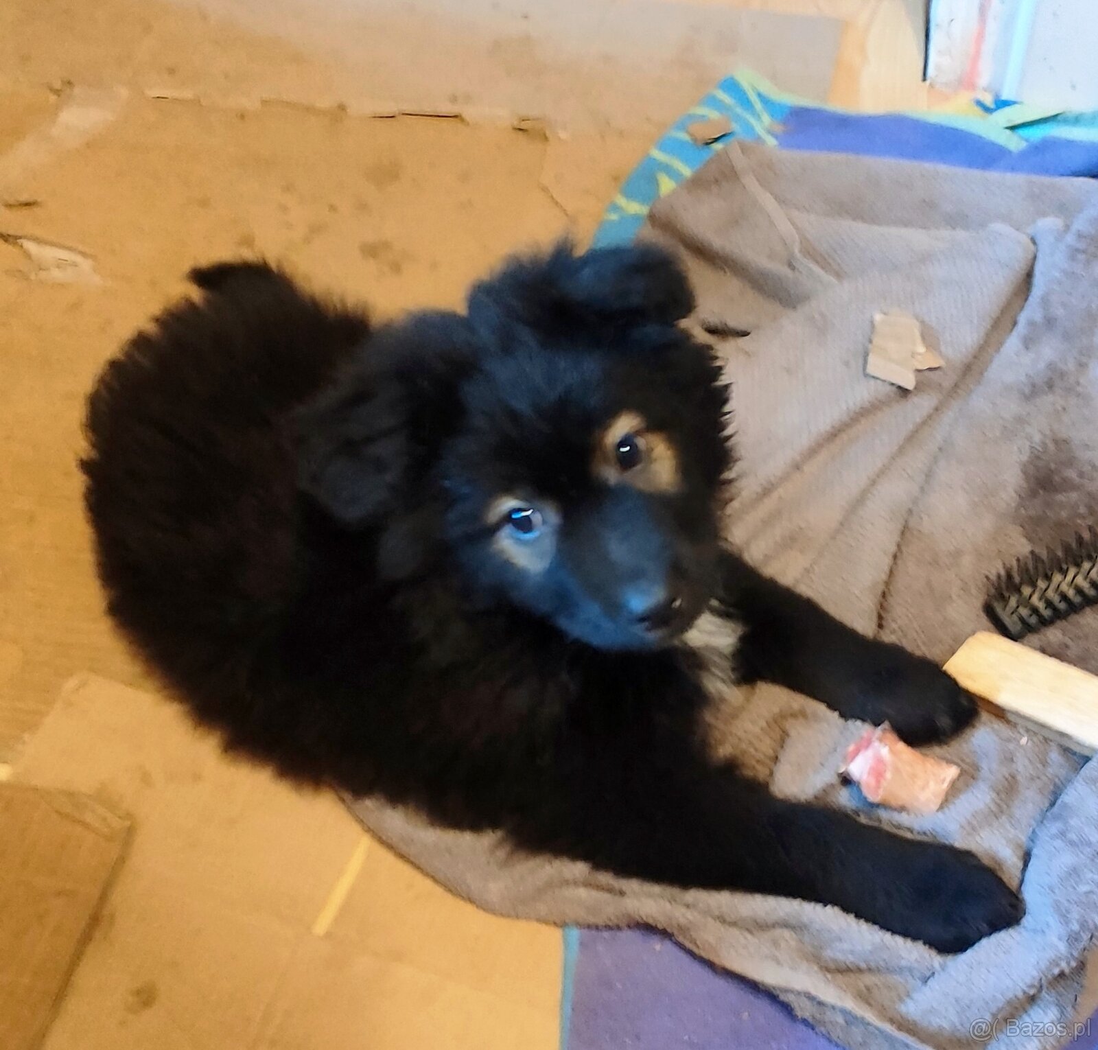 Owczarek niemiecki - 8 tygodni - 3