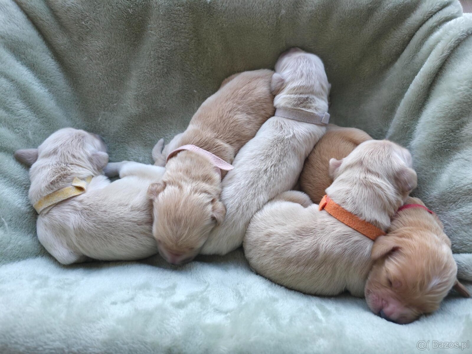 GOLDEN RETRIEVER po championie białe złote biszkoptowe - 3