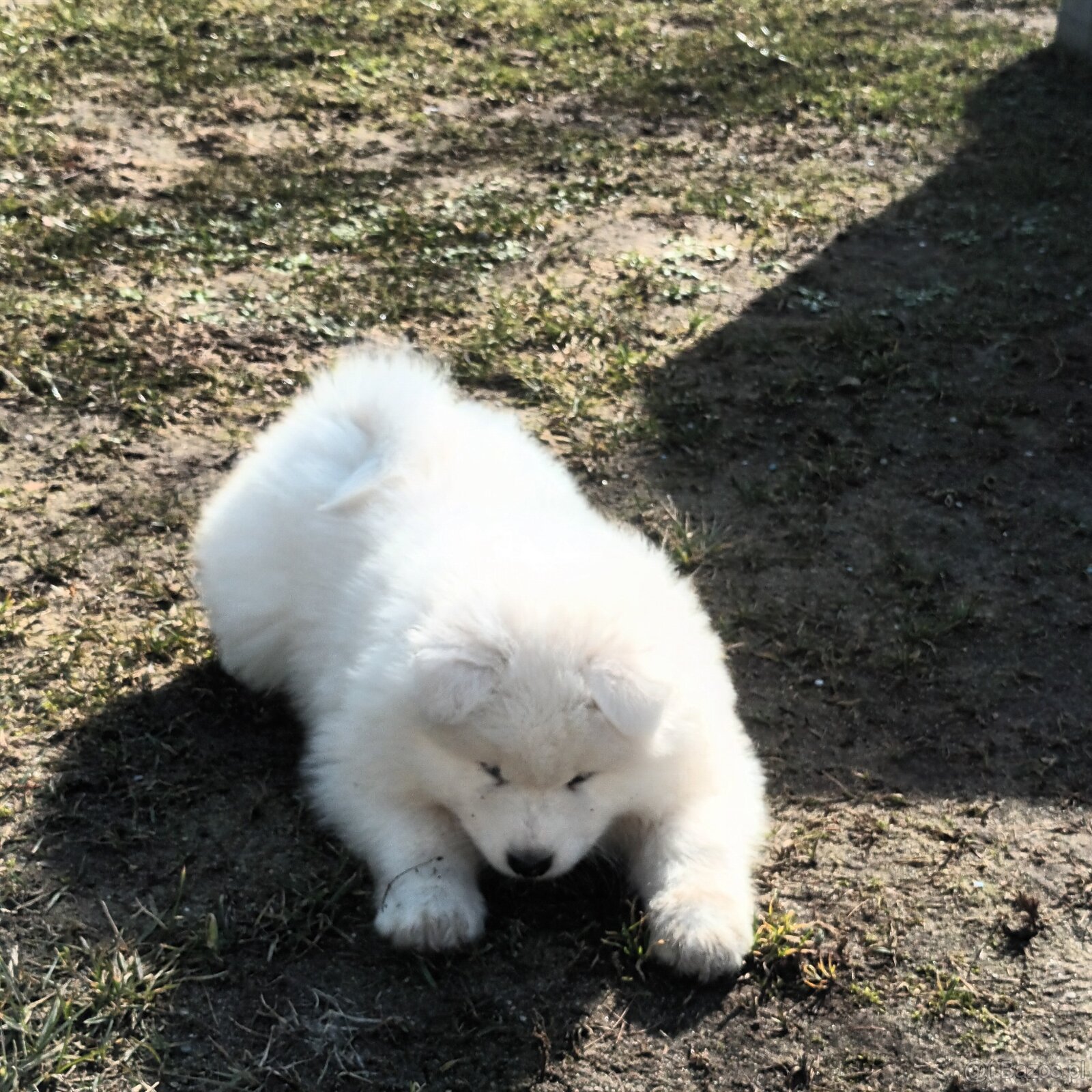 SAMOJED szczenięta - 3