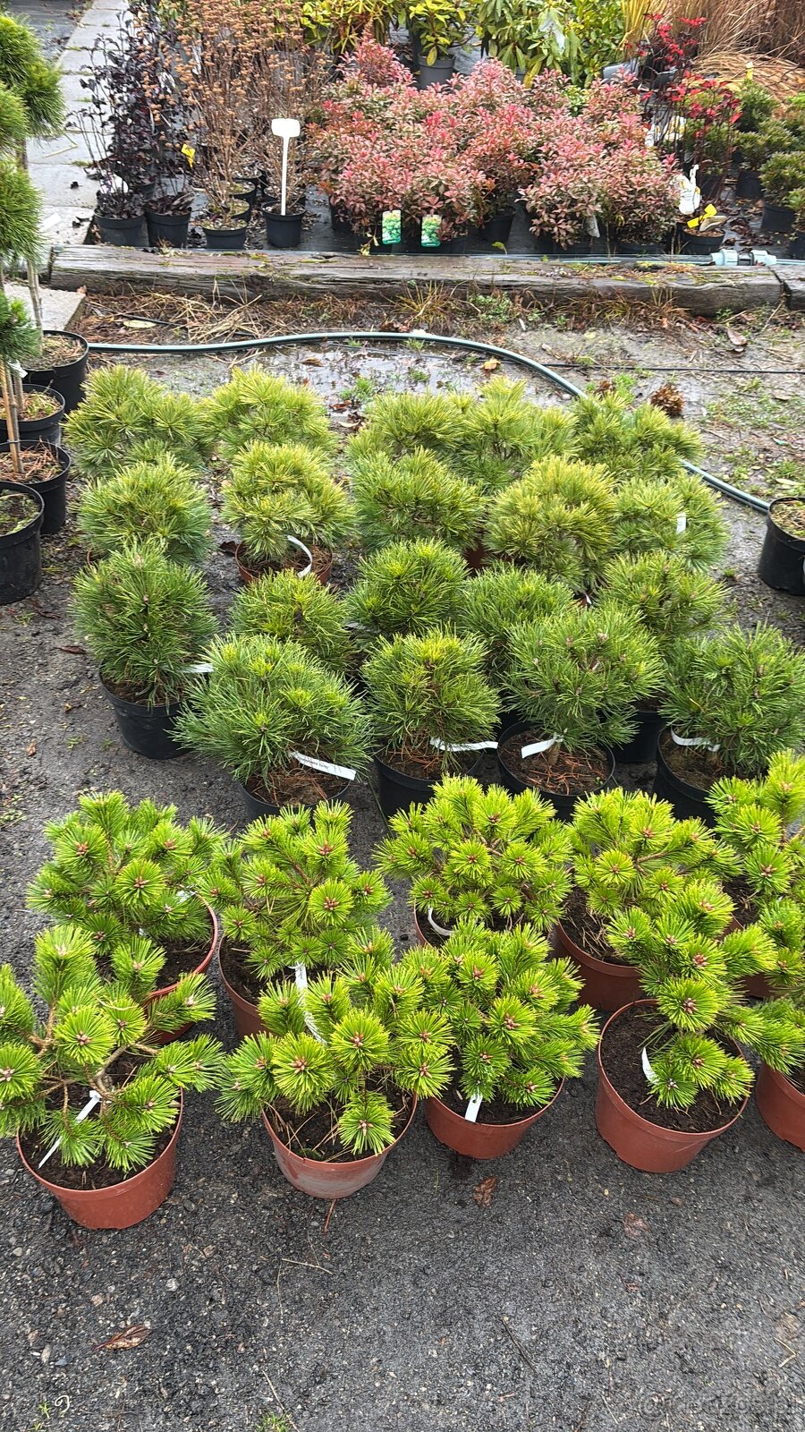 Sosny Świerki c5 /c7,5 hurt - 3