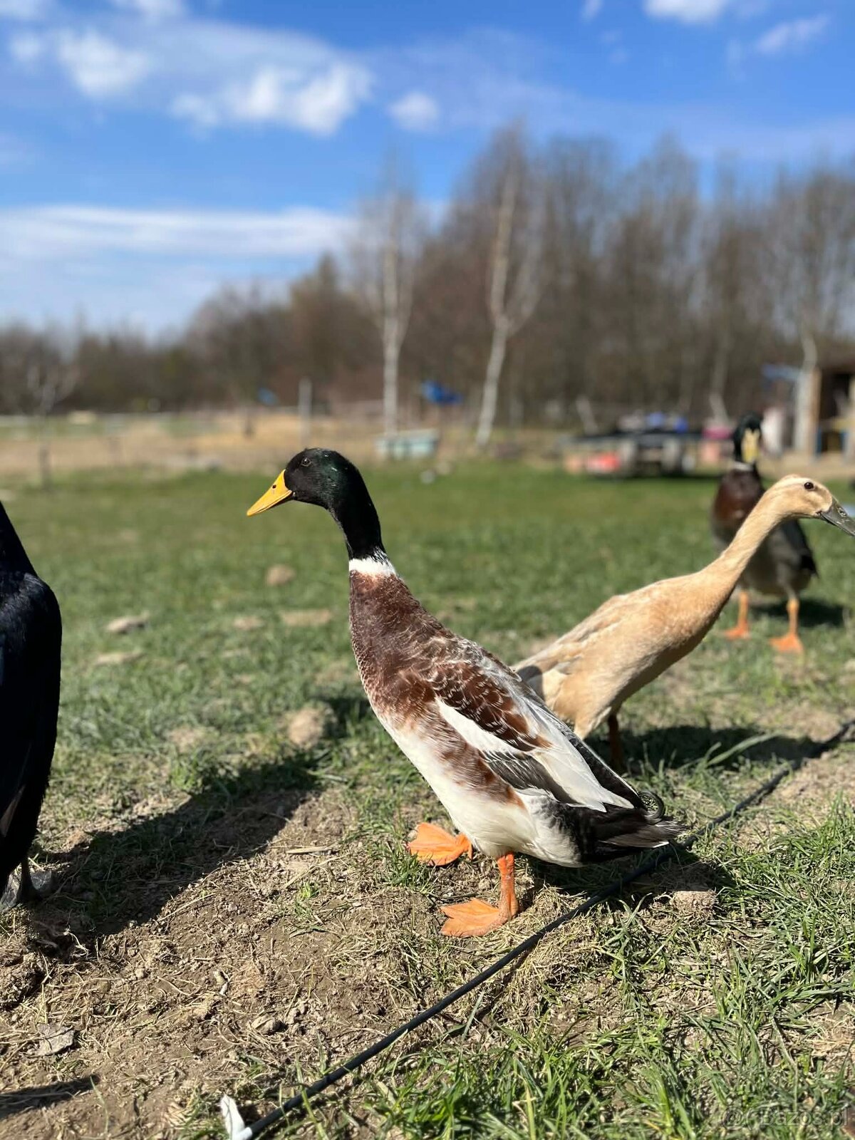 Jaja bieguski indyjskiej - 3