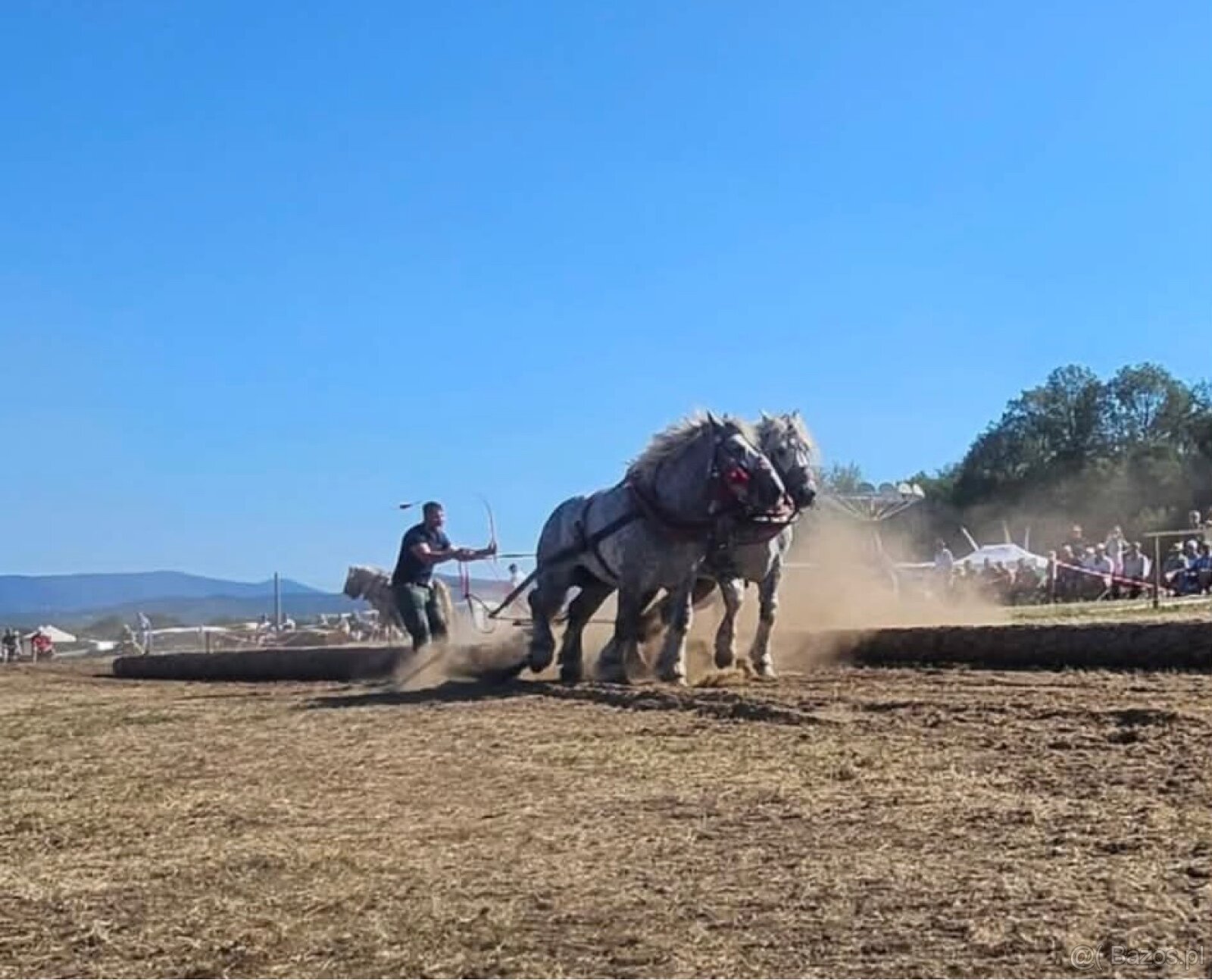 Para pięknych ogierów - 3
