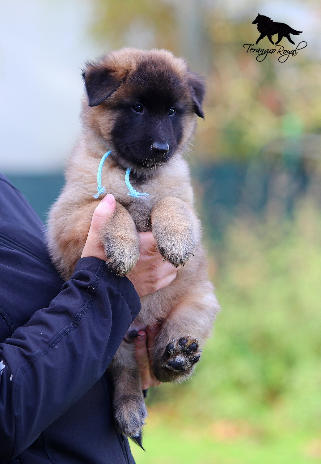 Owczarek belgijski Tervueren - szczenięta z rodowodem - 3