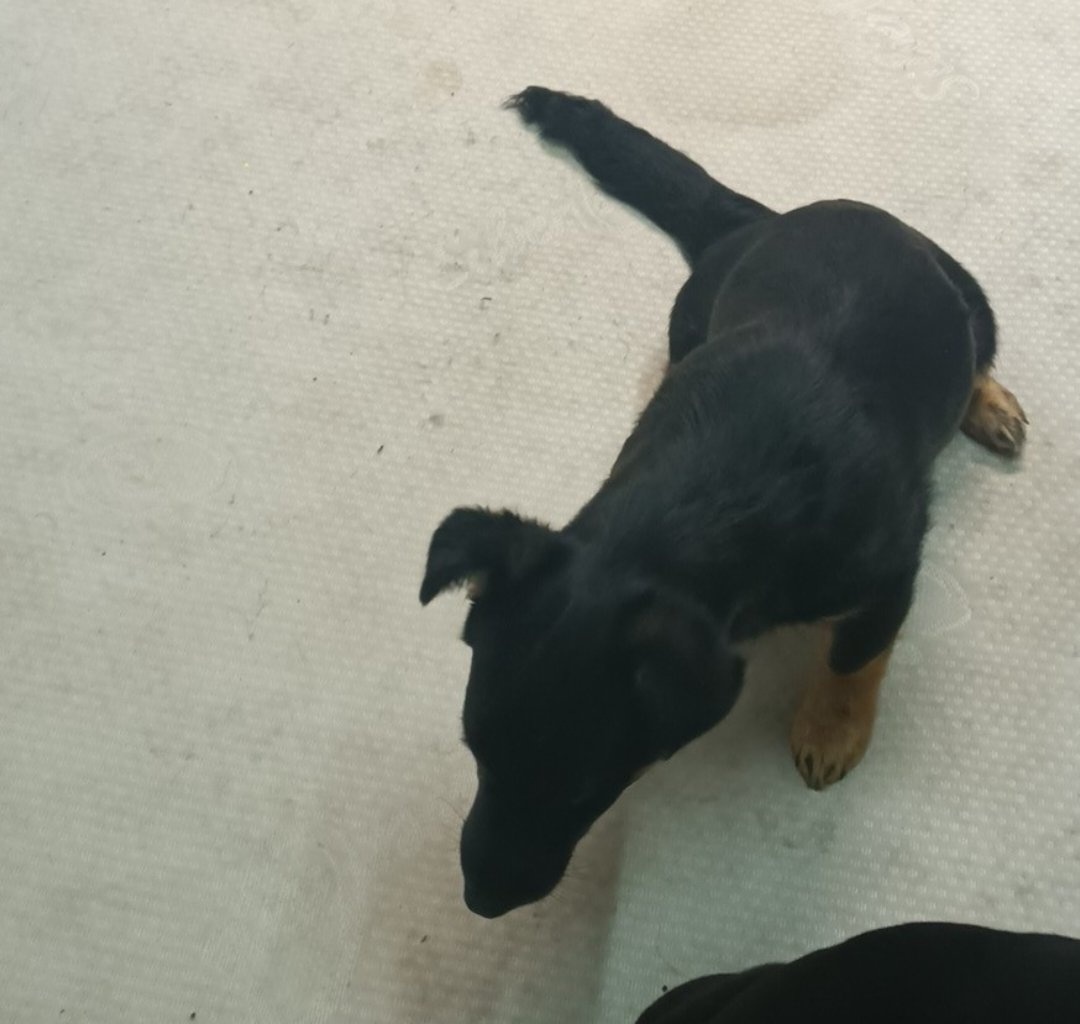 Szukamy dobrych domkow - 3