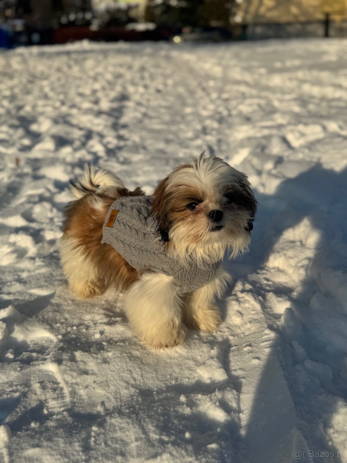 Shih tzu - 3