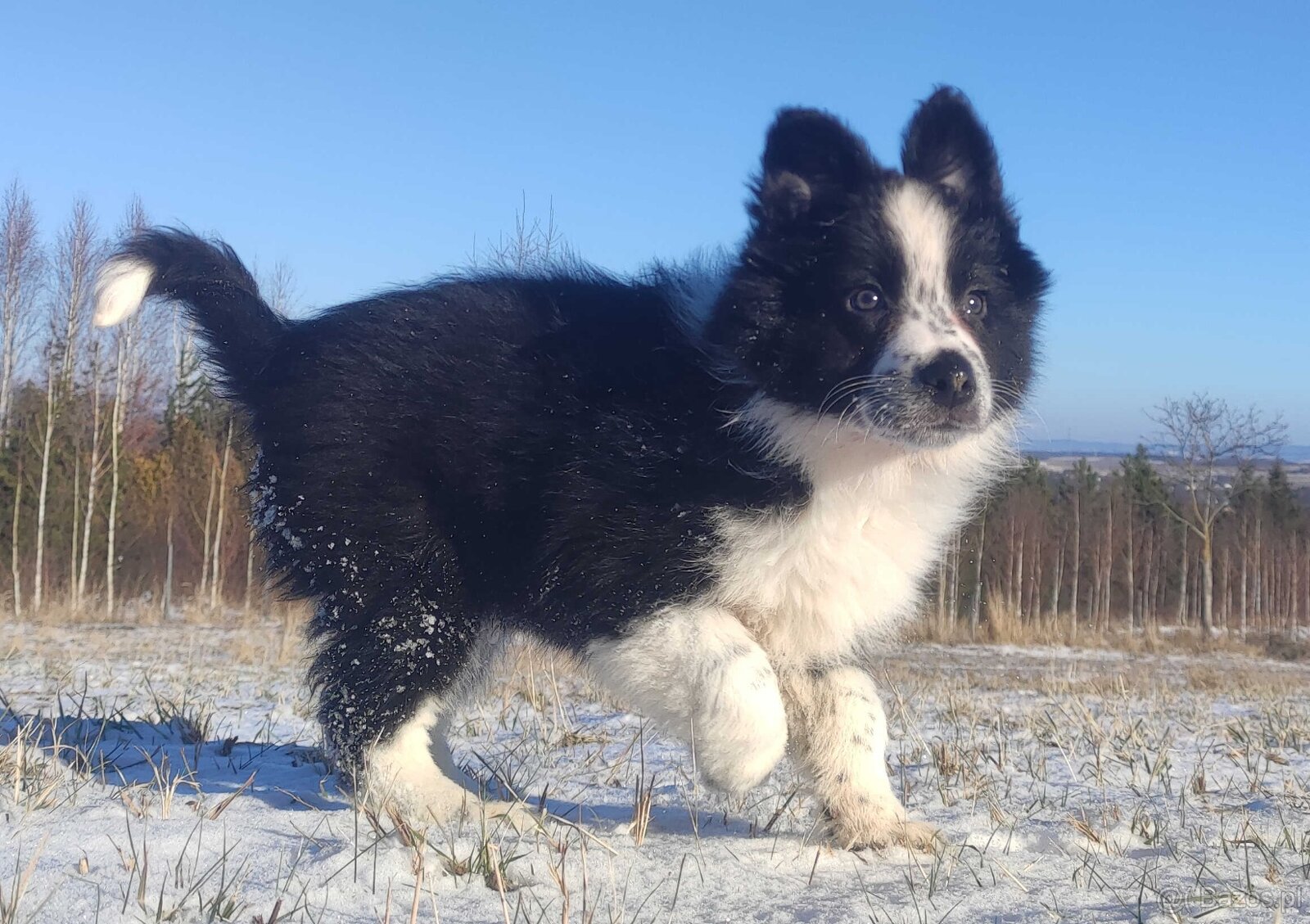 Szczeniak Suczka BORDER COLLIE z Hodowli - Rasowa pełna dok. - 3