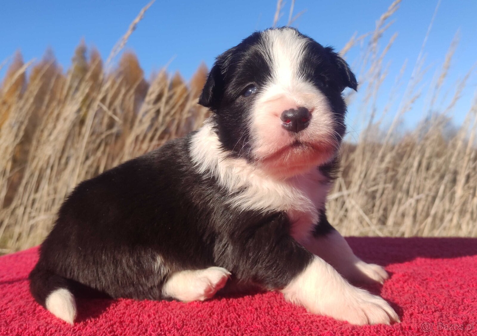 Rasowa suczka BORDER COLLIE z Hodowli - pełną dok. - 3