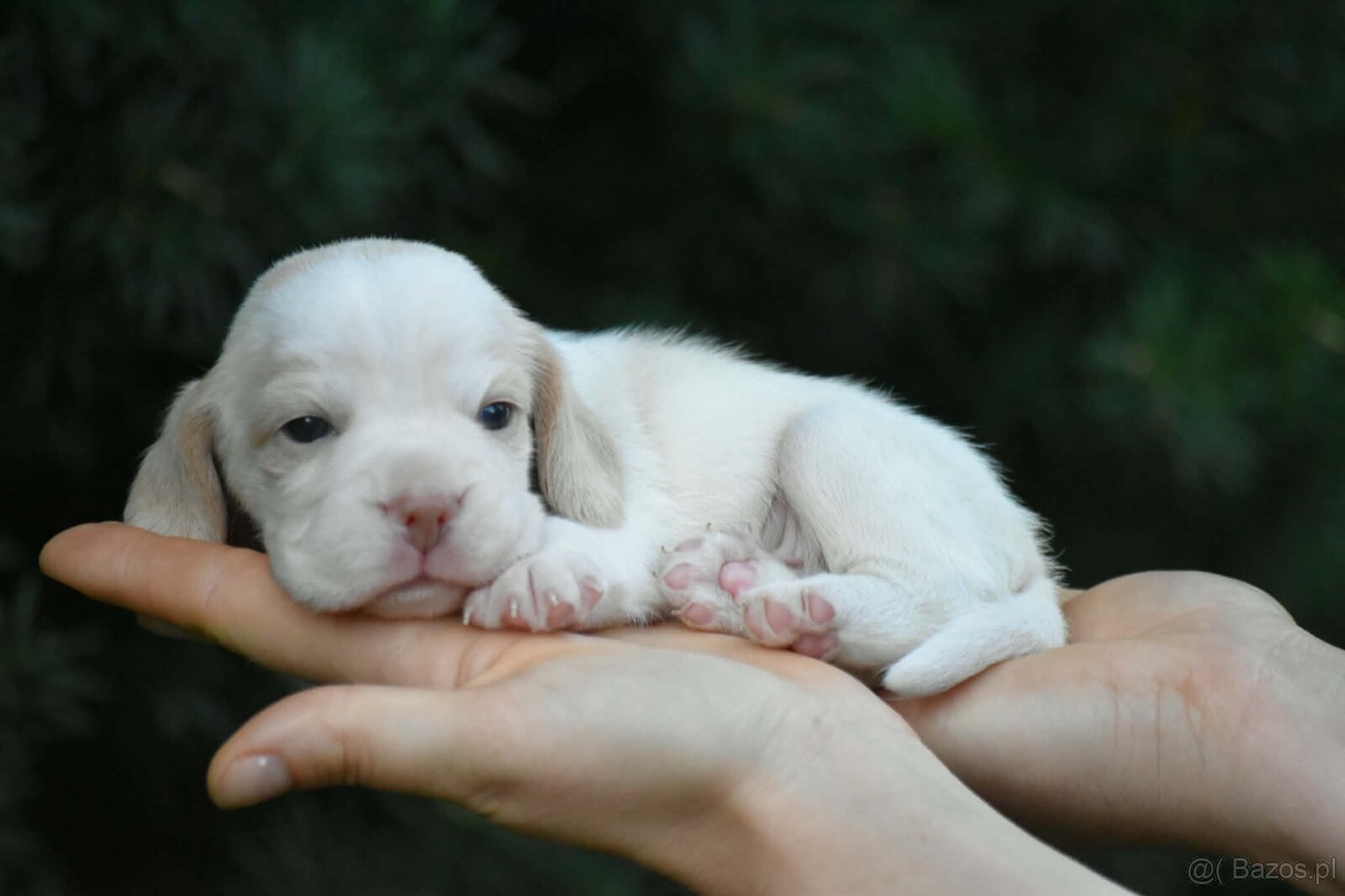 Beagle s PP (FCI) - 3