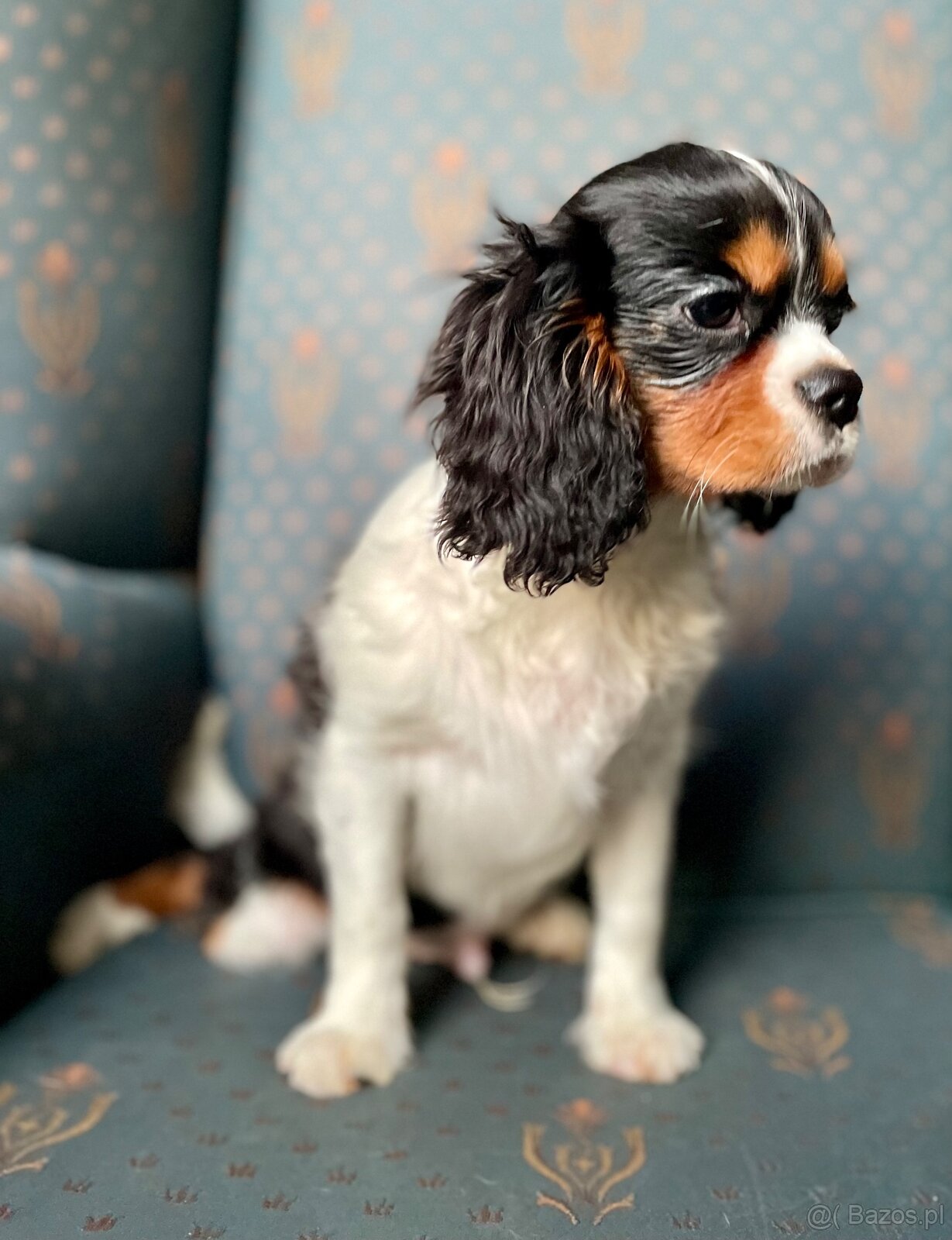 Cavalier King charles spaniel - 3